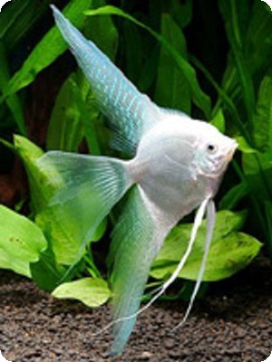 Angelfish - Platinum Veil - Large